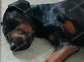 Male dobermann