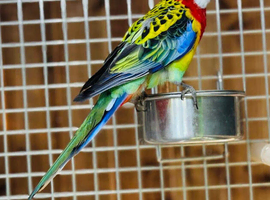 Rosella parrot