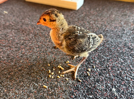 Ringneck pheasant chicks