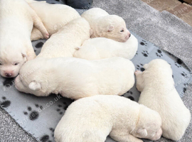 Japanese Akita Inu Puppies