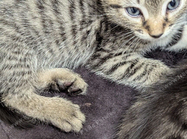 Silver tabby kittens &pound;50
