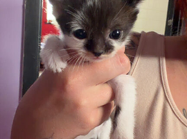 6 mixed kittens