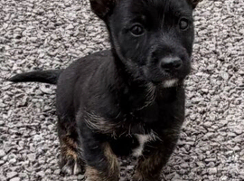 scottish terrier Puppy 2 boys
