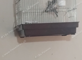 2026 goldfinches for sale