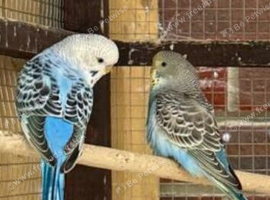 Lovely baby budgies