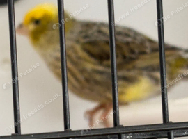 Lizard canary hen