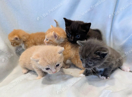 Pretty kittens > British Blue x Calico half Bengal from &pound;100
