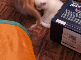 Maine coon kittens for rehoming mid june