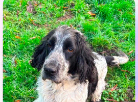 Show type spaniel girl 4 year old