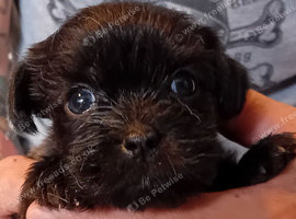Tiniest Jackapooshih pups available