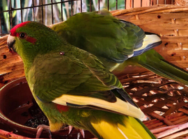2 x Kakarikis for sale - Green with Yellow