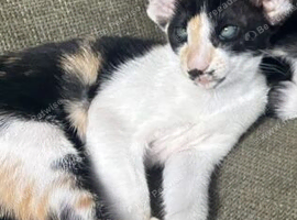 Stunning GCCF spayed Tortie girl. 6m