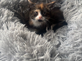Persian cross kittens ready now