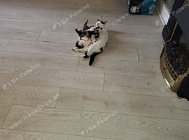 6 kittens