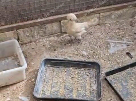 Two Sultan chicken pair