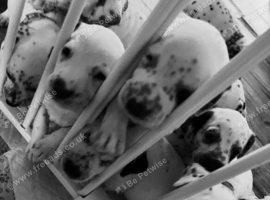 Dalmatian X