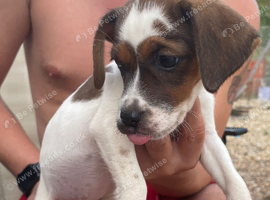 Cocker Jack Puppy