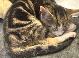 Kitten for sale
