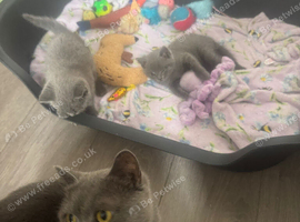 British shorthair kittens British Blues ️