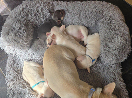 French Bulldog puppies