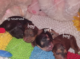 Beautiful cockerpoos