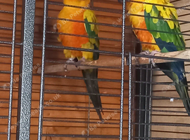 Breeding pair of sun conures