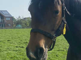 Wanted sole use equestrian yard or grazing near Middlesex/bucks/watford