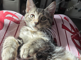 Beautiful kittens