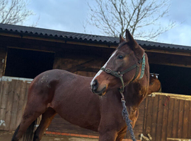 Project small horse