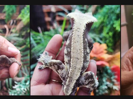 RTB Male Cresties