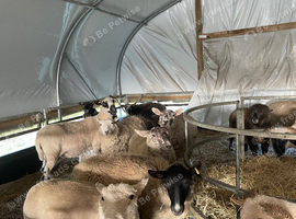 Mixed breed commercial ewes