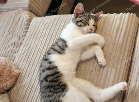 Baby kitten 10 weeks old