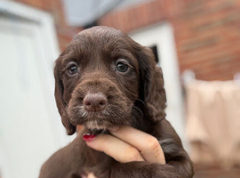 Working cocker spaniel puppy&rsquo;s