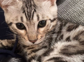 2 bengal cats