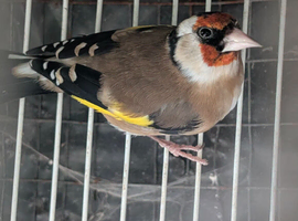 Cock goldfinch