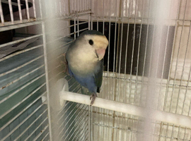 Male love bird