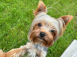 Yorkshire Terrier stud small boy 2,6 kg