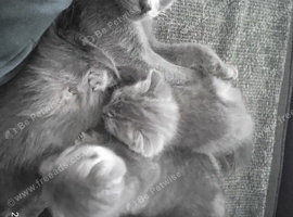 FOUR BEAUTIFUL KITTENS LOOKING FOR LOVING HOMES &ndash; &pound;50EACH