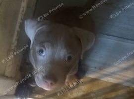 2 cute little puppies for sale