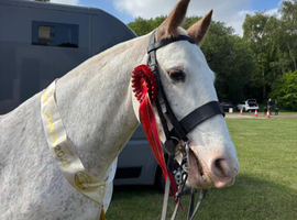 Super Cob Allrounder 15.1hh 9 years