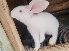 Giant continental white female