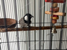 White Cheek Iraqi Bulbul