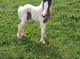 Piebald filly foal cob