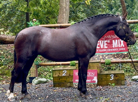 IN FOAL CLASS 1 IRISH DRAUGHT BROOD MARE