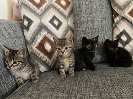 9 weeks old kittens