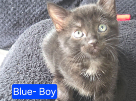 Kittens for sale