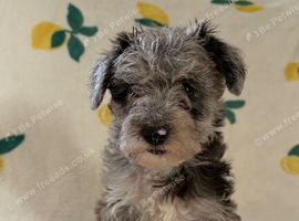 Schnoodle puppies for sale