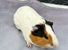 Male guinea pig