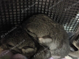 Two Bonded Female Chinchilla