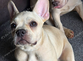 French bulldog puppies